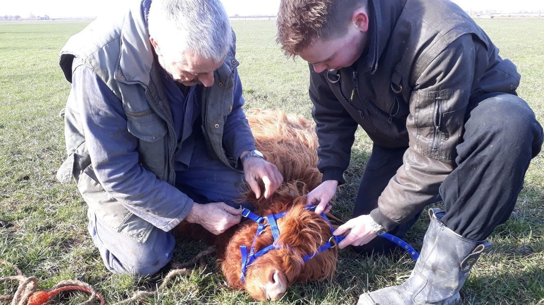 De Schotse Hooglanders uit Baarland zijn na een avontuur van acht dagen gevangen