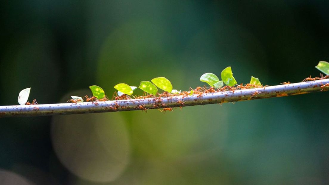 300.000 bladsnijdermieren dragen in een nieuw ontworpen verblijf verse bladeren naar hun nest.