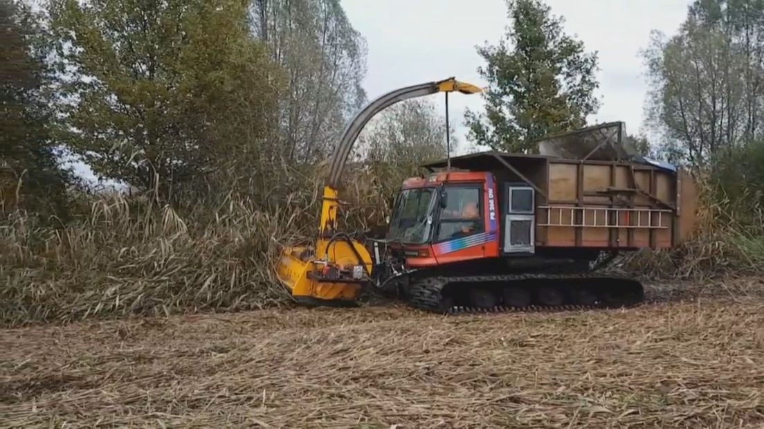 Een rupsvoertuig aan het werk in het rietland