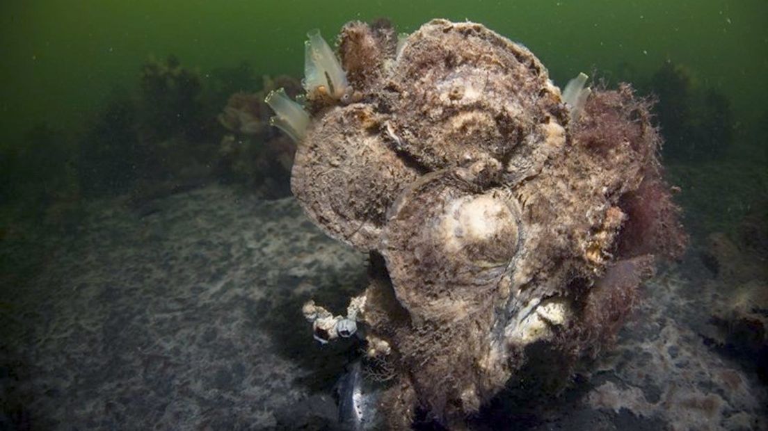 Natuurlijke oesterbank voor de Schouwse kust
