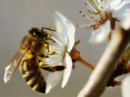 Bijensterfte in Utrecht het hoogst van alle provincies: 'Het is leeg in de lucht'