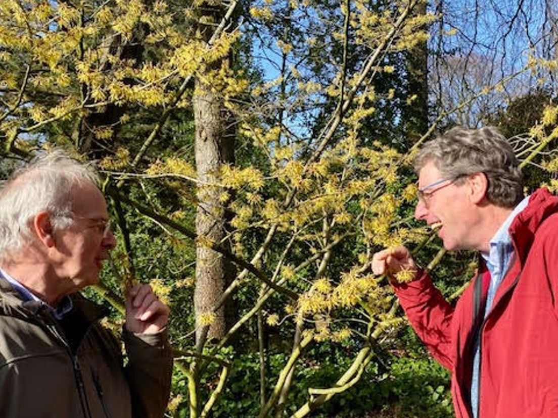 De toverhazelaar in Trompenburg Tuinen ruikt goed, vinden Gert Fortgens (l) en Jaap Smit (r)