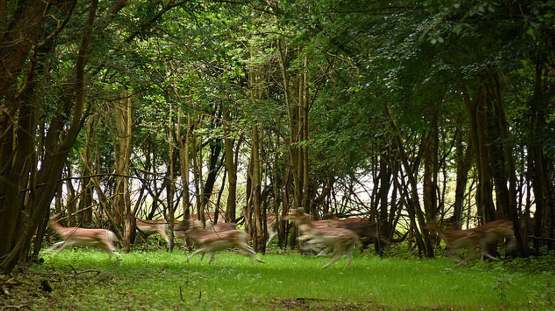 Damherten steken snel een bospad over op de Haringvreter in het Veerse Meer