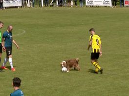 Hond verstoort Noordenveld-derby: 'Eigenlijk was dat het hoogtepunt van de eerste helft'