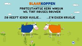 Blaarkoppen willen wel een tiny house