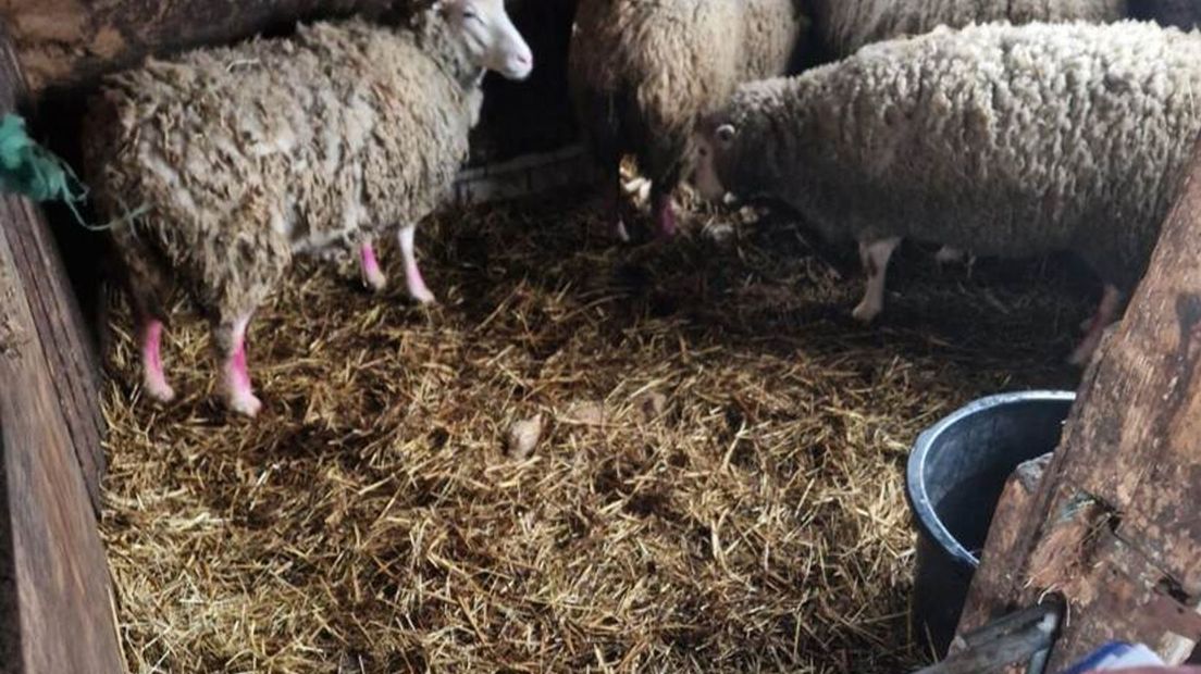 Bij een veehouder in Overijssel zijn dieren in beslag genomen.