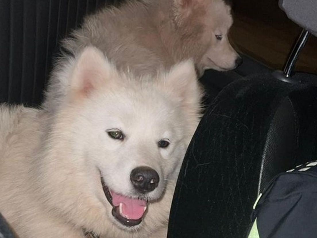 De politie vond zes verwaarloosde honden.
