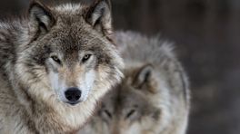 Slapeloze nachten om wolf in Meerssen en Beekdaelen