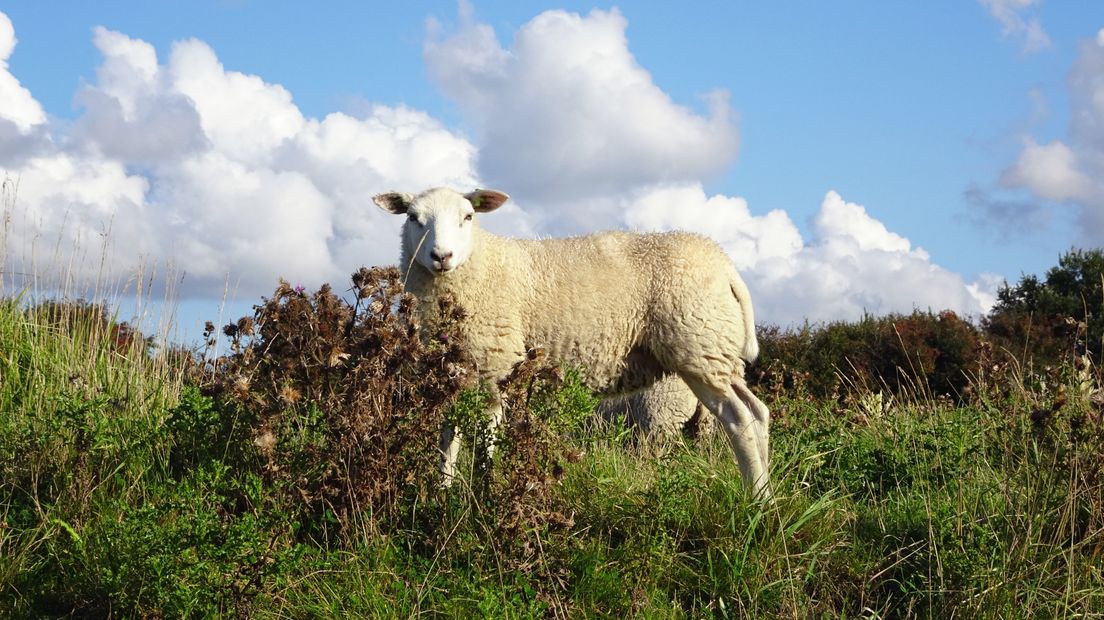 Schaap op natuurweide bij Veere