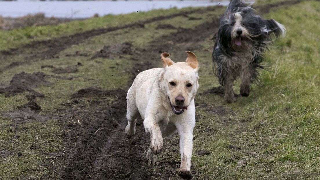 Twee honden die samen spelen
