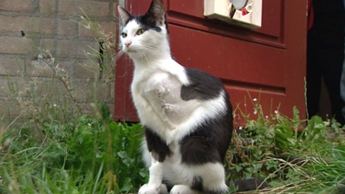 Veel katten vermist in wijk Arnhem