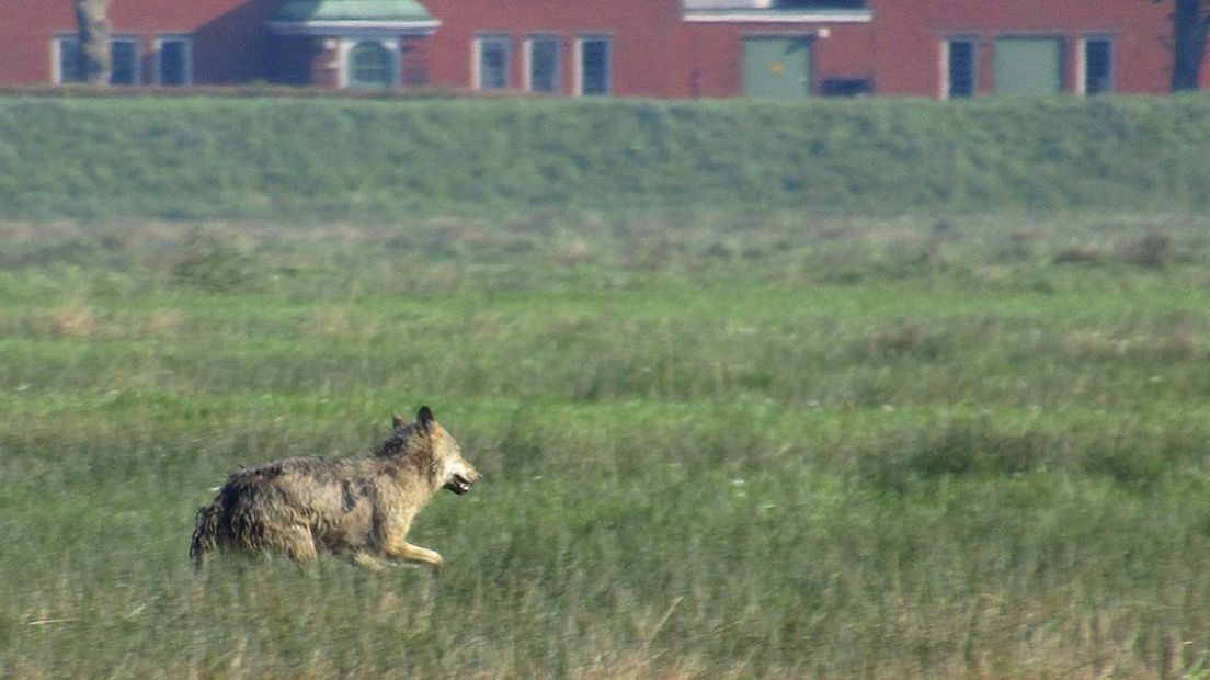 Natuurfotograaf Rik Wever legde de wolf in 2018 vast in Groningen