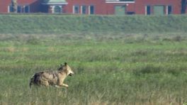 Lopend Vuur: De wolf moet weg