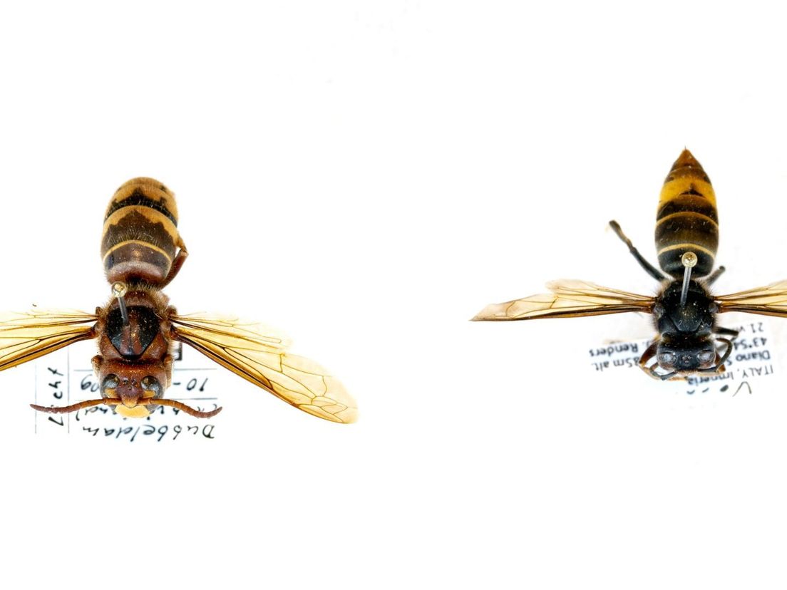 Hoe gevaarlijk is de Aziatische hoornaar voor mensen? 5 vragen en antwoorden over de 'terrorwesp'