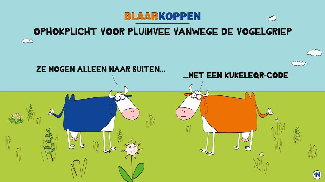 Blaarkoppen vrezen voor een tweedeling onder het pluimvee RTV Noord Blaarkoppen vrezen voor een tweedeling onder het pluimvee RTV Noord