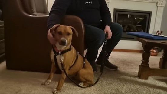 Hondje Paloma na twee weken zwerven gevangen