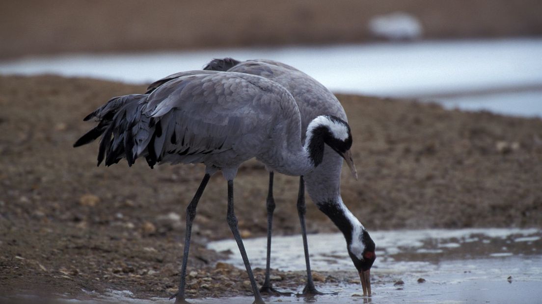 De kraanvogel komt al eeuwen in Drenthe (Rechten: Free Nature images / Arie de Knijff)