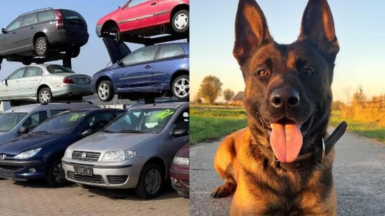 Inbreker bij autobedrijf Uithuizen verstopt zich tevergeefs voor politiehond Roxy