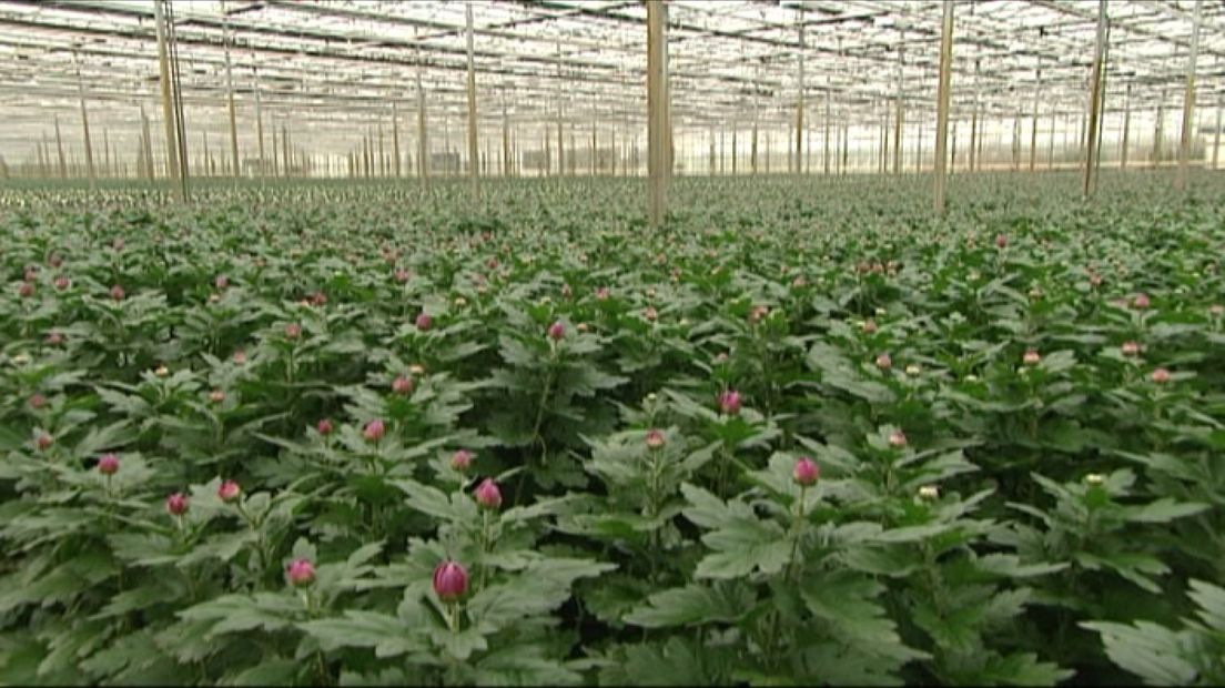 Provincie: informateur voor de tuinbouw