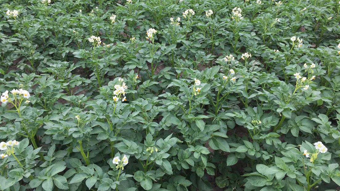 Deze aardappelen staan er goed bij, dankzij beregening