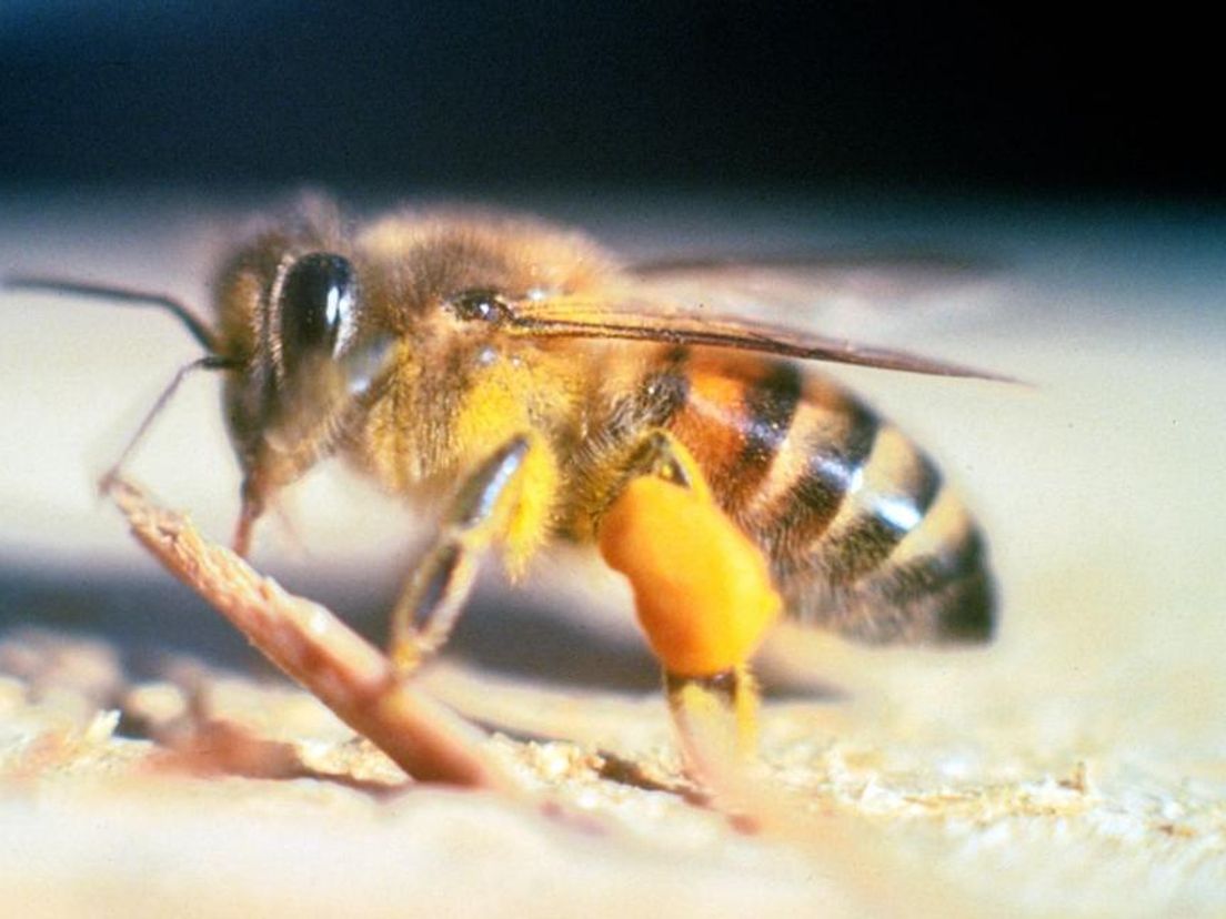 De Afrikaanse honingbij.