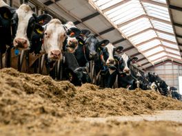 LTO Noord: 'Meldpunt voor boeren met mentale hulpvraag succesvol'