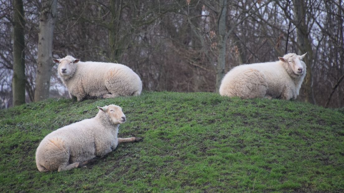 Schapen op dijk bij Zoutelande