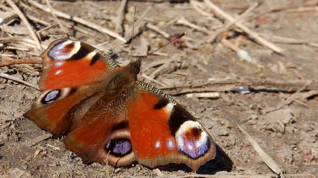 De dagpauwoog overwintert als volwassen vlinder