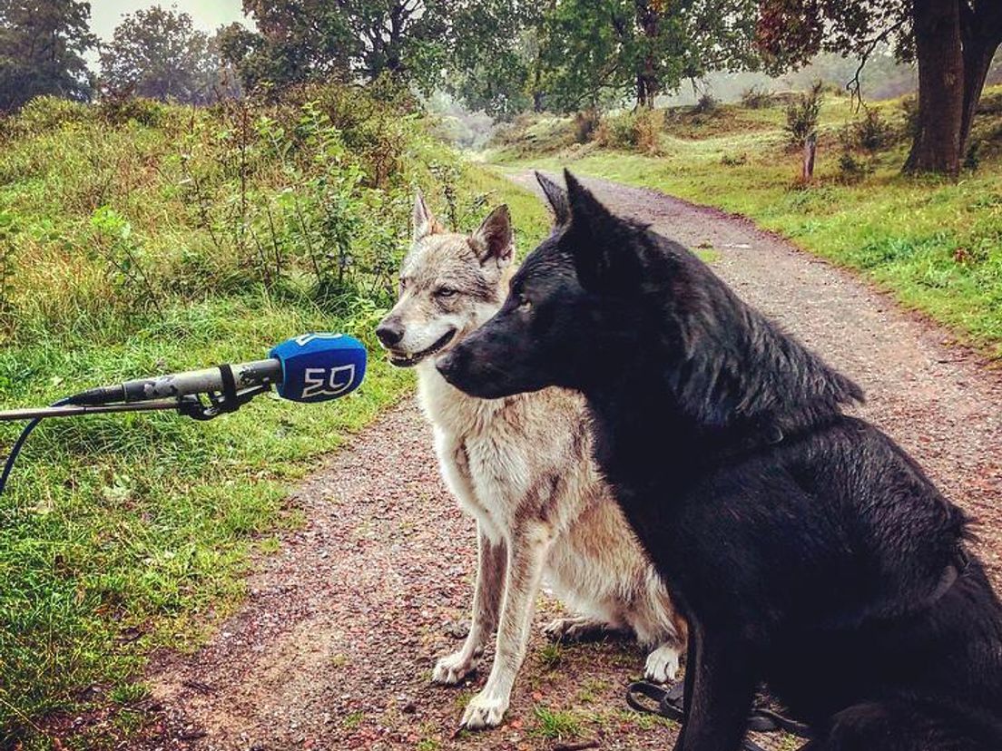 Yuriko en Fontana, wolfhonden van Judith Visser