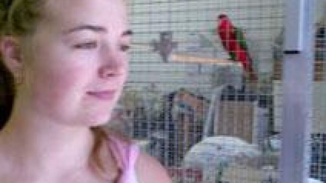 Rode papegaai ontsnapt in Teuge