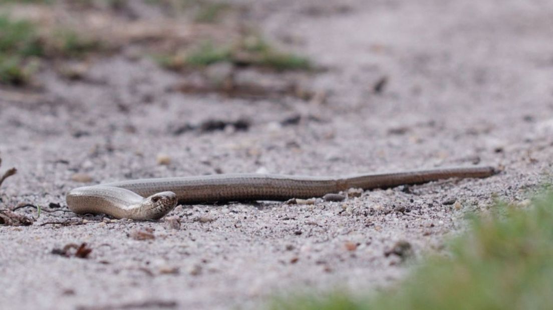Een hazelworm.