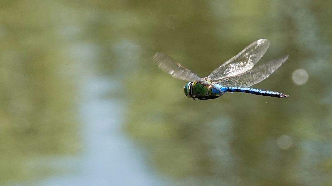 Libelle vliegt boven poel in Biggenkerke