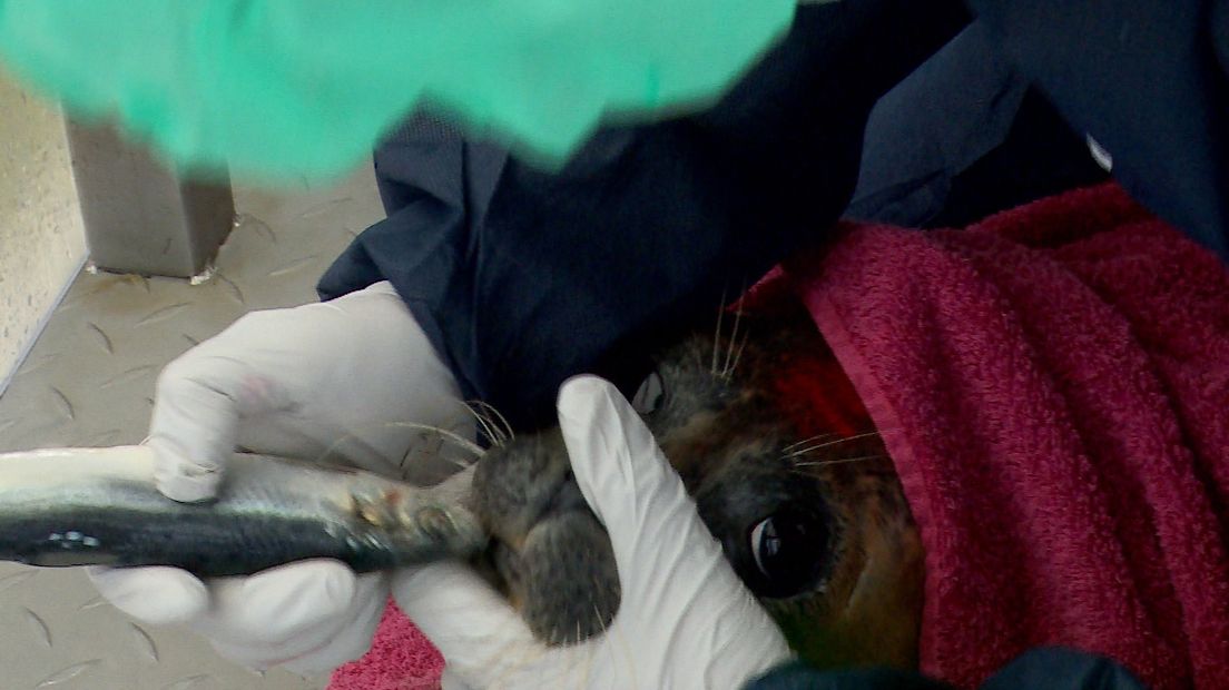 'Jonge zieke zeehonden als Oreo verdienen een tweede kans'