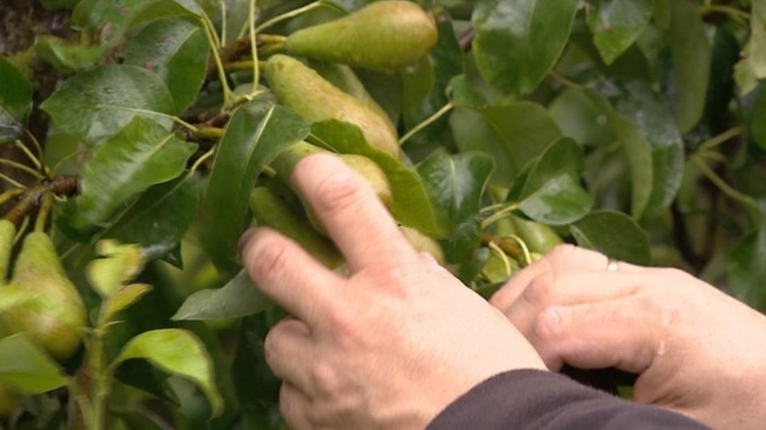 Fruitpluk - archieffoto