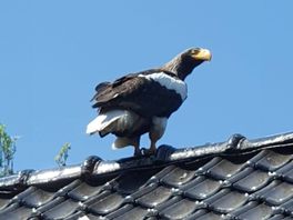 Uit Belgische dierentuin ontsnapte zeearend na stop in Valthermond aangetroffen in Utrecht