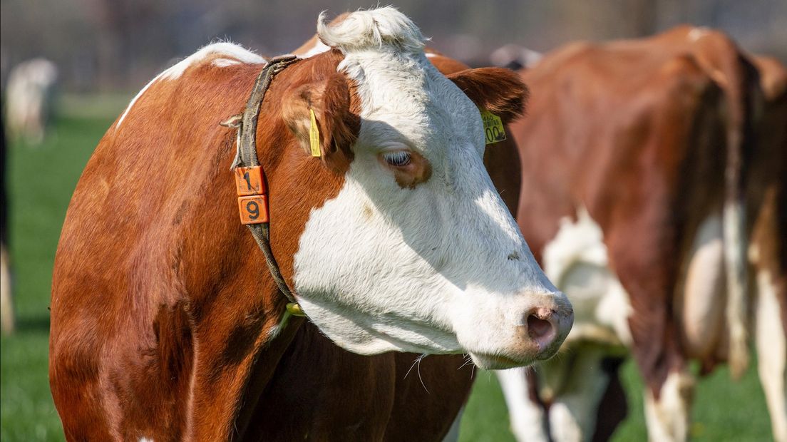 De melkveehouders willen geen opslagregeling