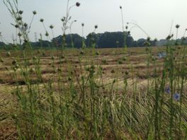Zo werken boeren en bouw in Twente samen aan verminderen stikstof