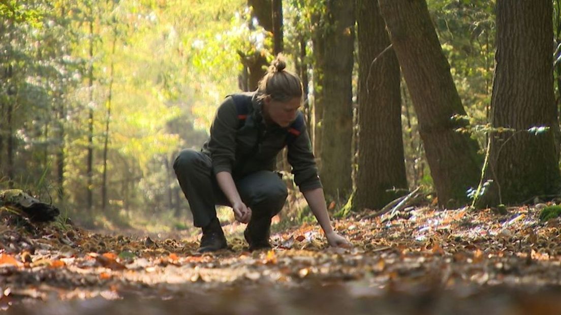 Jody Bennink in het bos.
