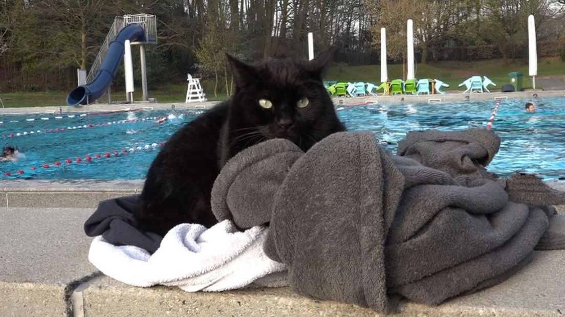 Kater Ollie is gek op het zwembad.