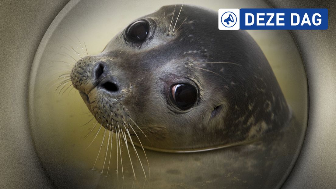 Een zeehondje, niet Ot of Sien