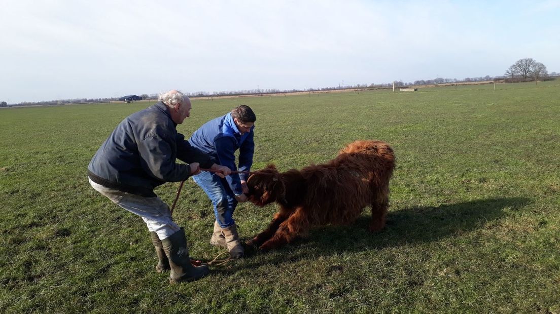 De Hooglanders hebben twee weken vrij rondgelopen, maar weren uiteindelijk toch gevangen