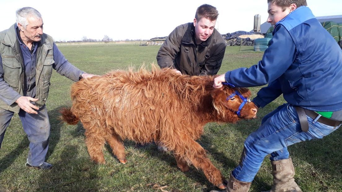 Ontsnapte Schotse hooglanders gevangen