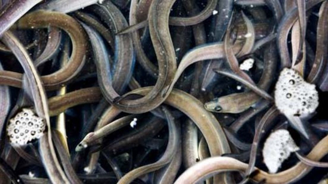 Politie vindt 39 fuiken met paling