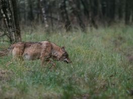 FNP: Europeeske Kommisje moat de beskermde status fan de wolf sa gau mooglik oanpasse
