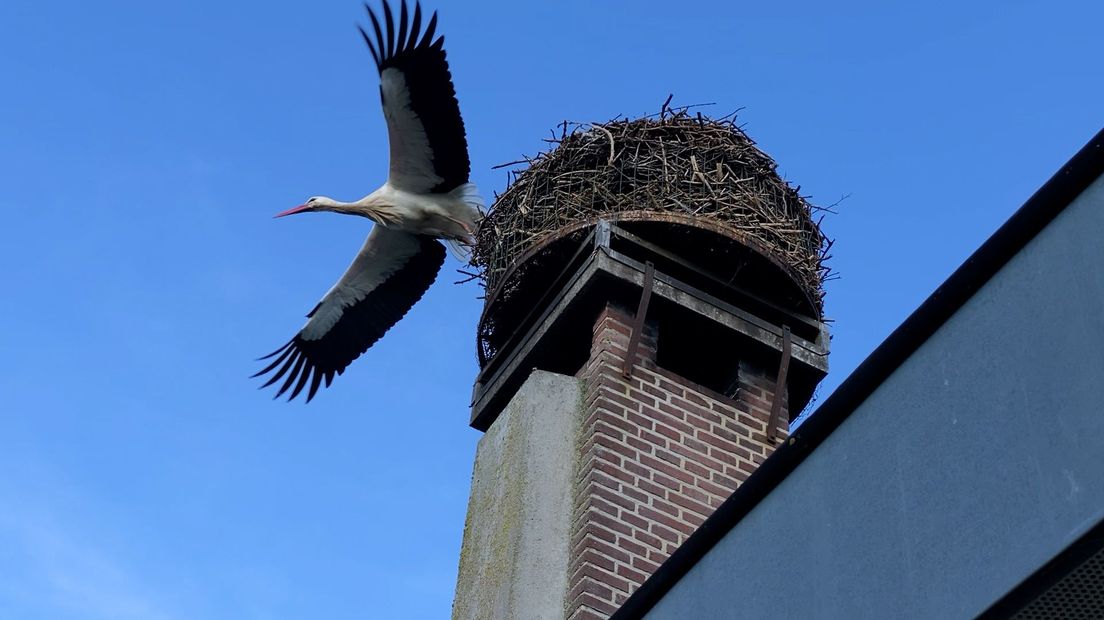 Het nest op het dak van Kariens huis is nu al bezet