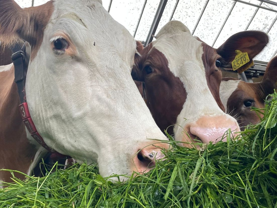 Koeien van Melkveehouder Aly Jobing uit Grolloo