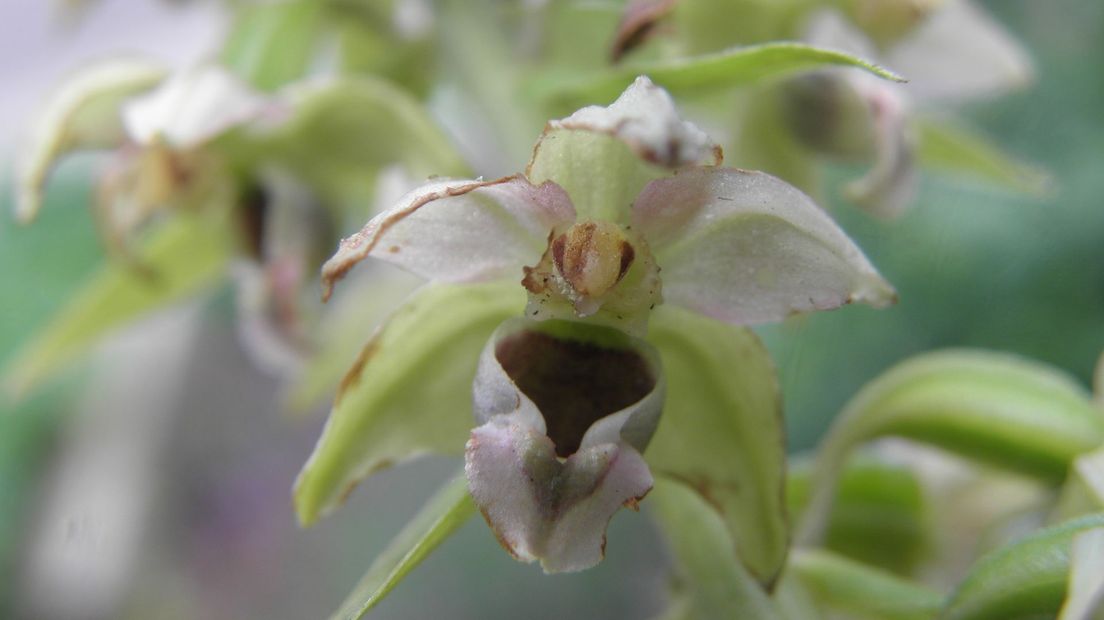 Brede wespenorchis