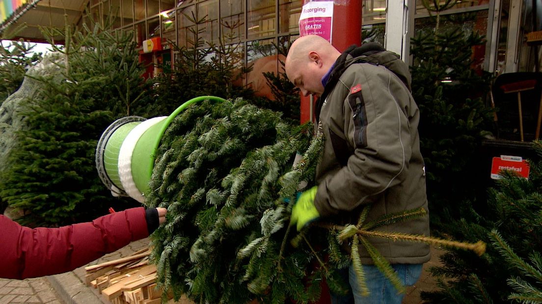 Vroeg pieken: kerstboom voor Sinterklaas