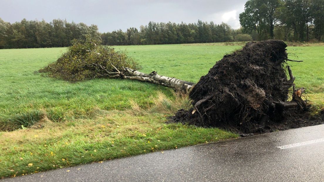 Een omgewaaide boom in Veendam