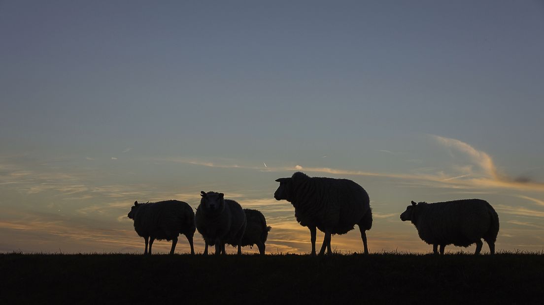 Schapen bij zonsondergang in veld bij Zierikzee